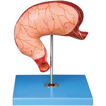 HUMAN STOMACH (SOFT)